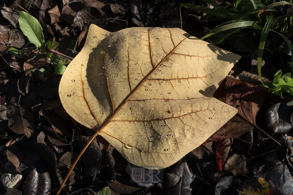 weltwald_herbstkleid_01