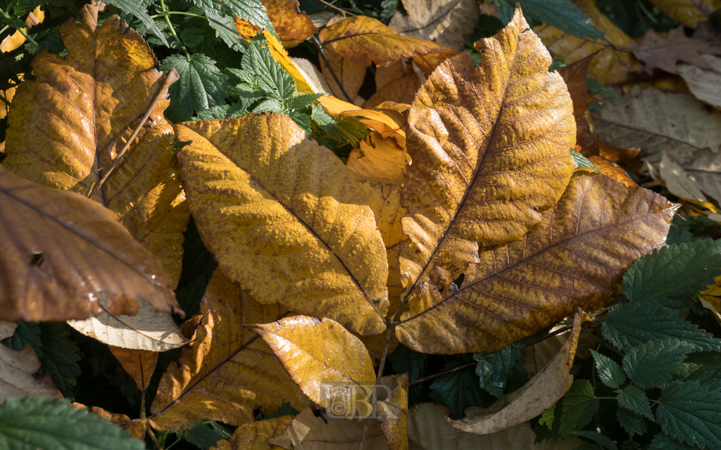 weltwald_herbstkleid_04