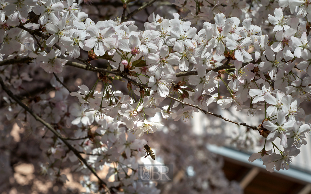 baum_nachbar_bluete_biene