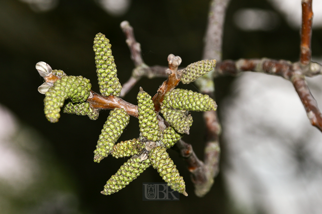 blueten_knospen_01_xx