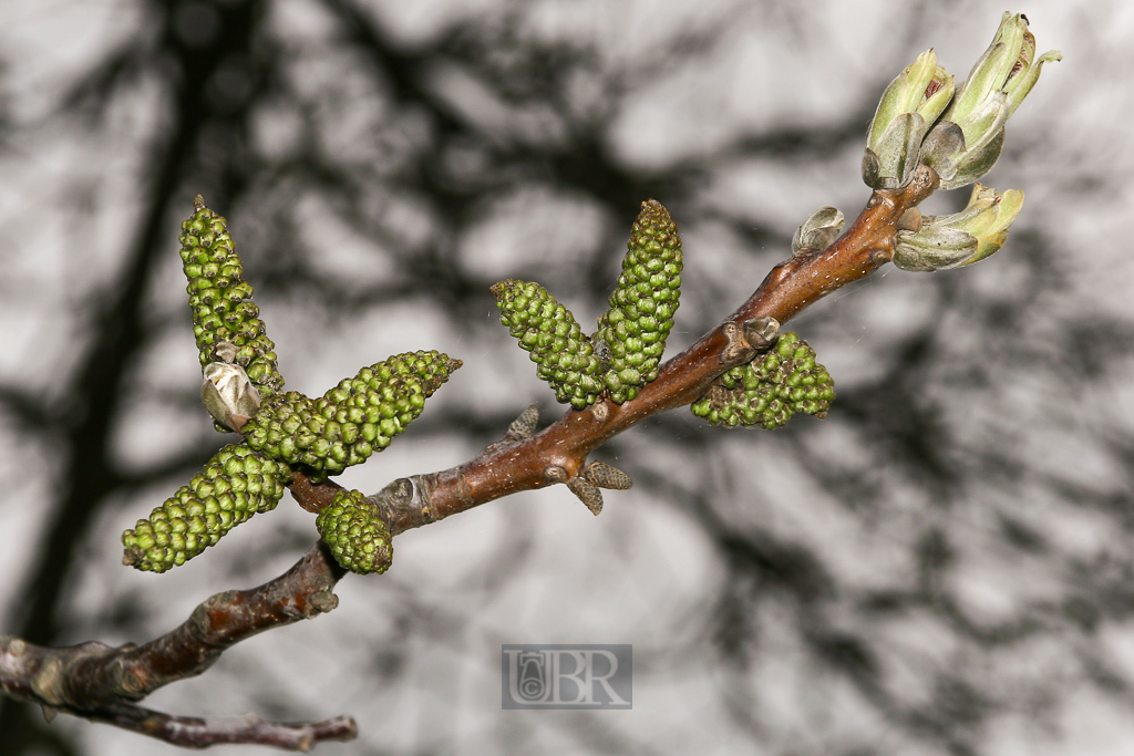 blueten_knospen_02_xx