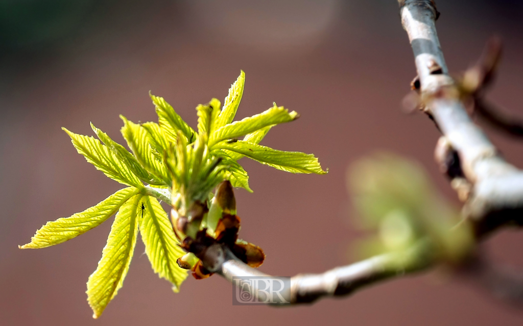 kastanien_knospen_04