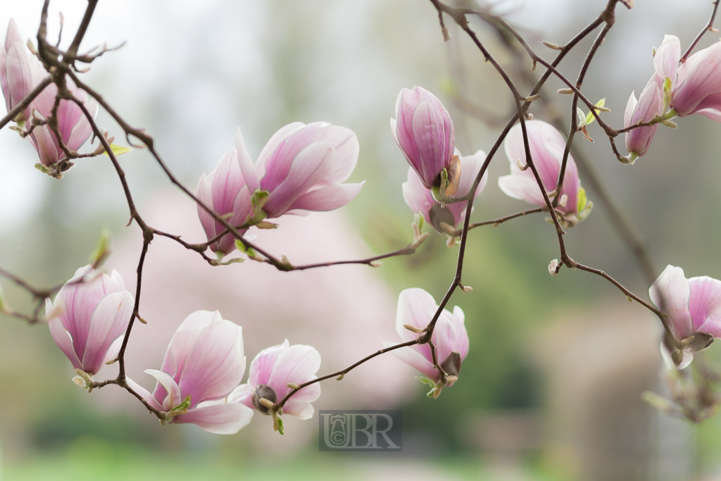 magnolien_hofgarten_dachau_01