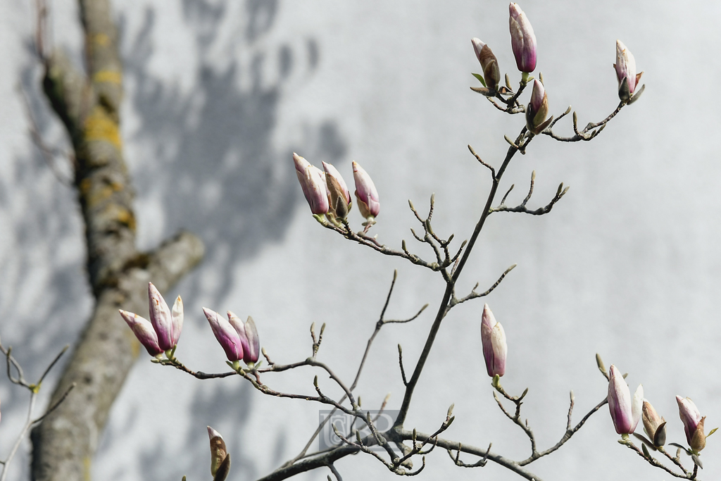 magnolien_landshut