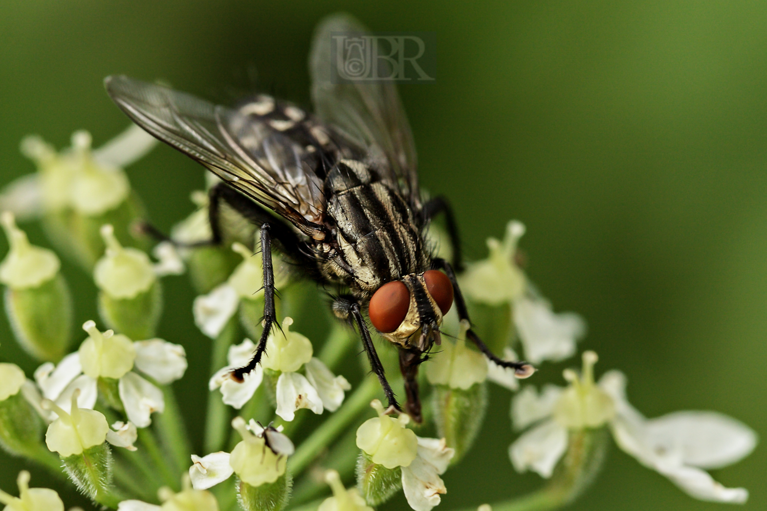 halbmond_schwebfliege_02