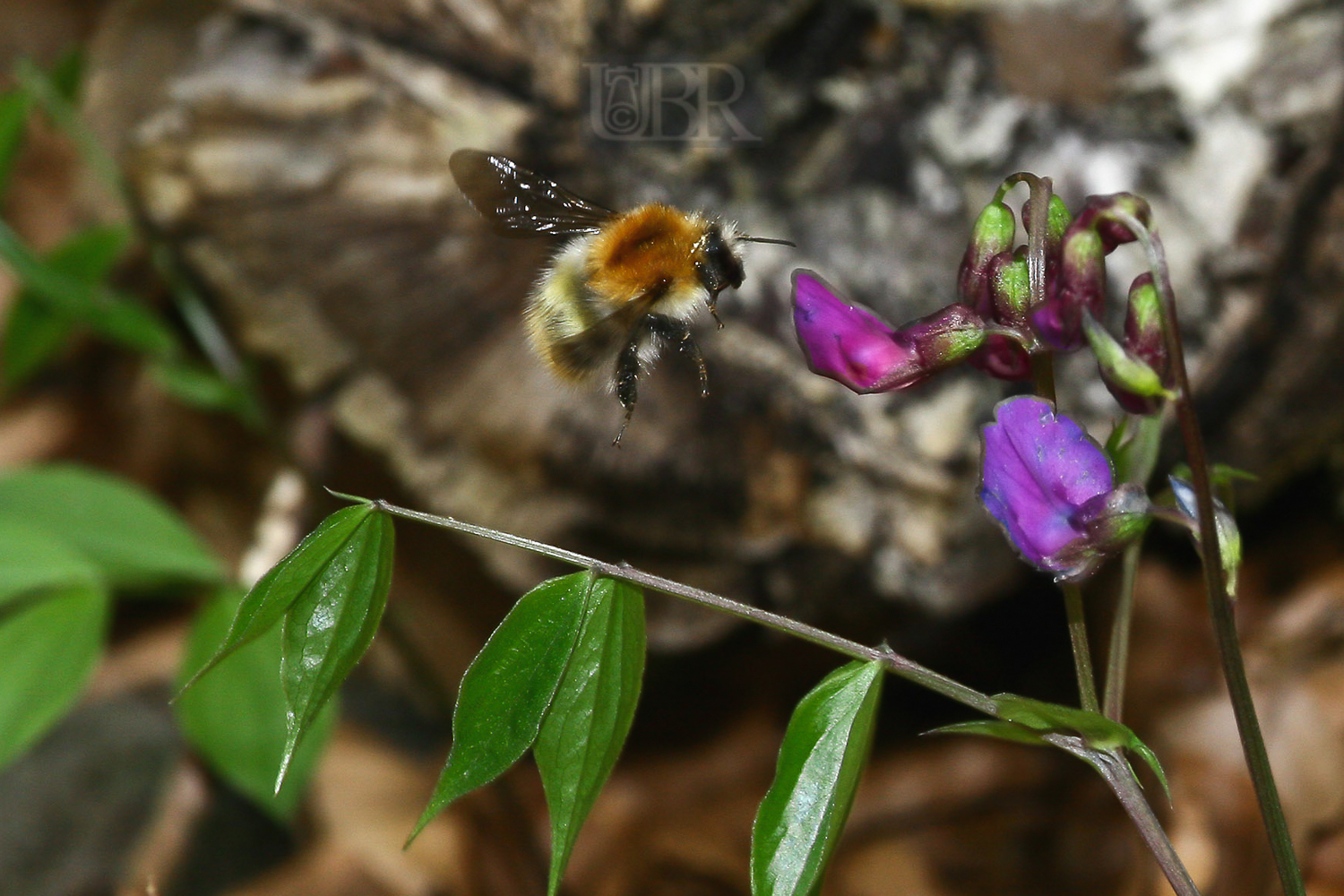 hummel_02_im_anflug