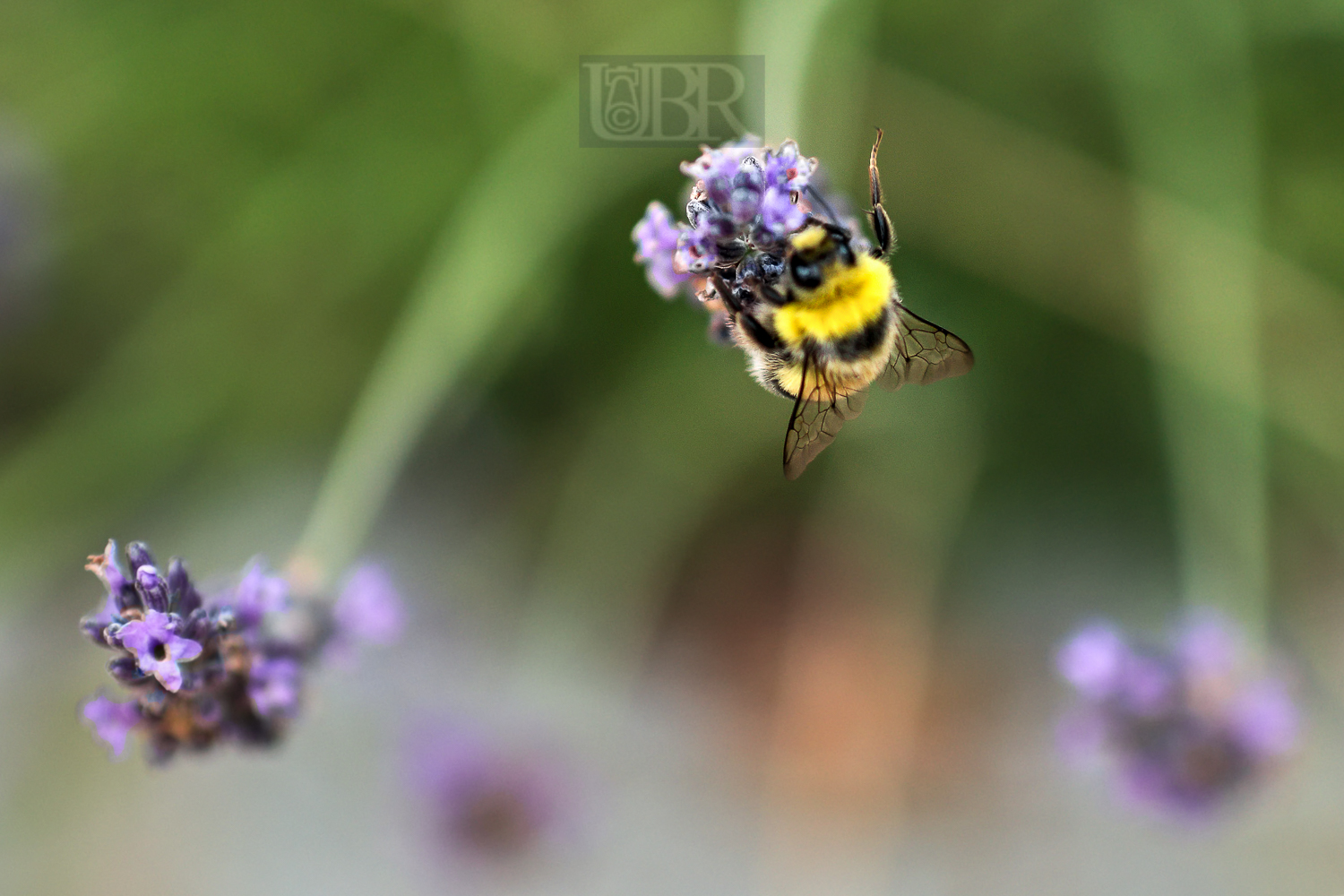 lavendel_bienen_13