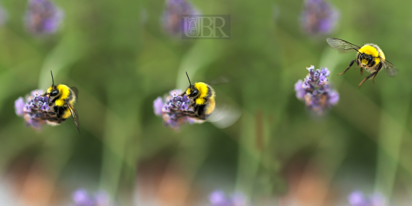 lavendel_bienen_17