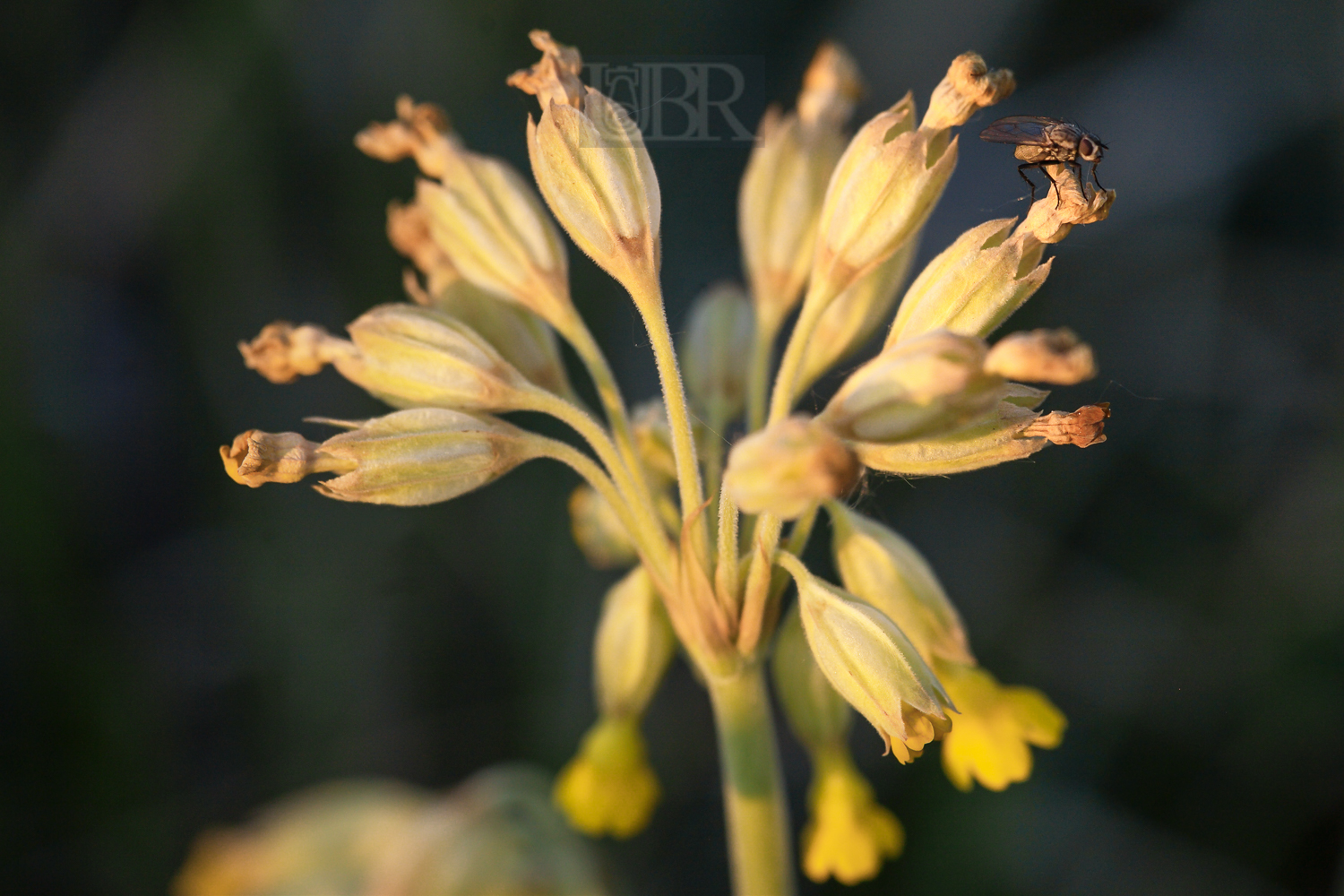 schluesselblume_mit_fliege_153