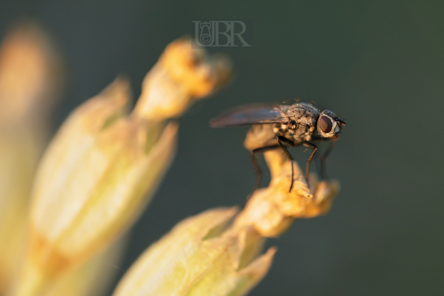 schluesselblume_mit_fliege_154