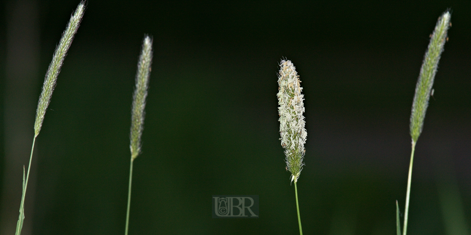 gras_bluehend