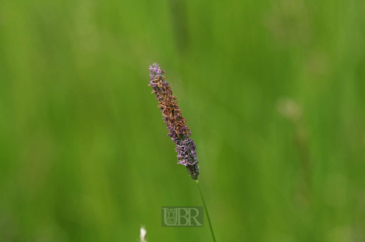 grasbluete_85_lila_01