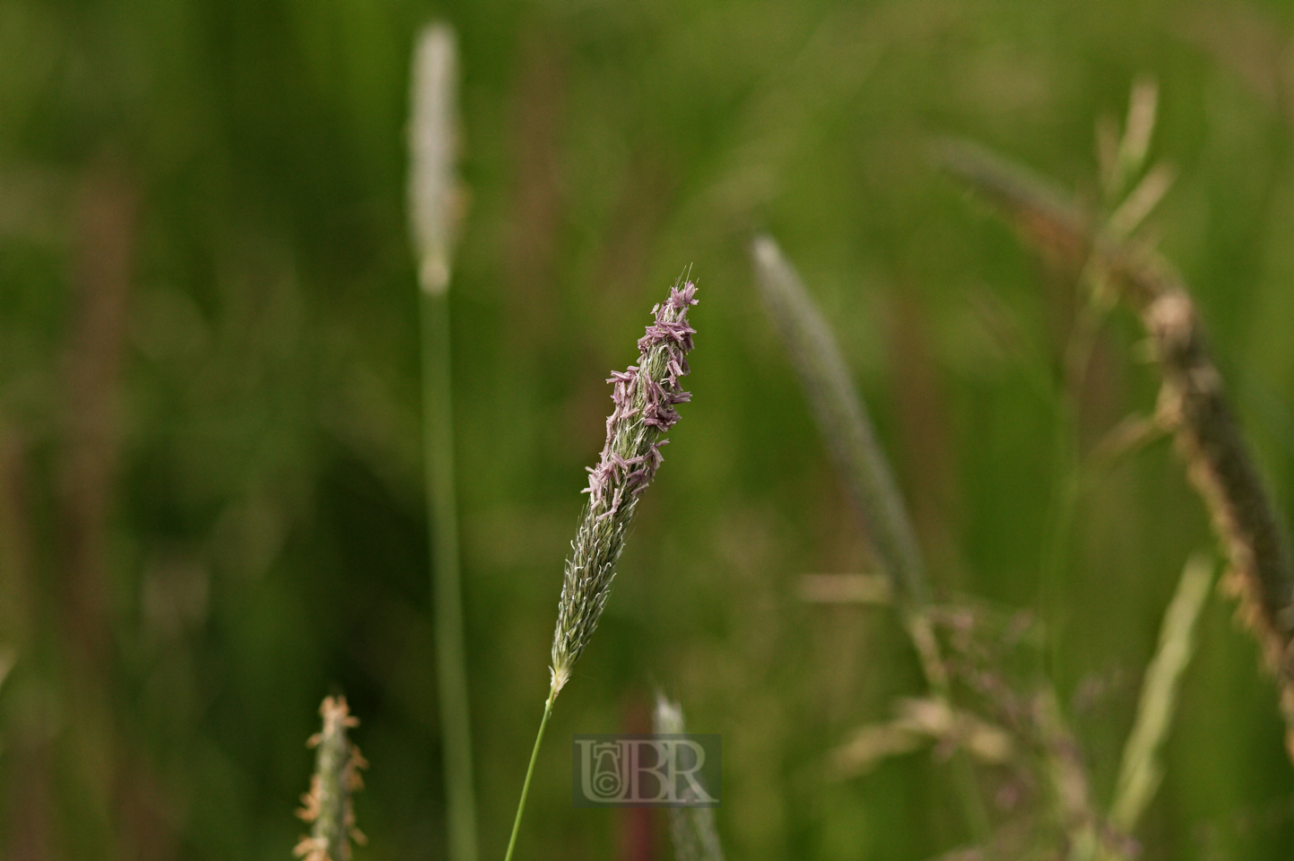 grasbluete_85_lila_02