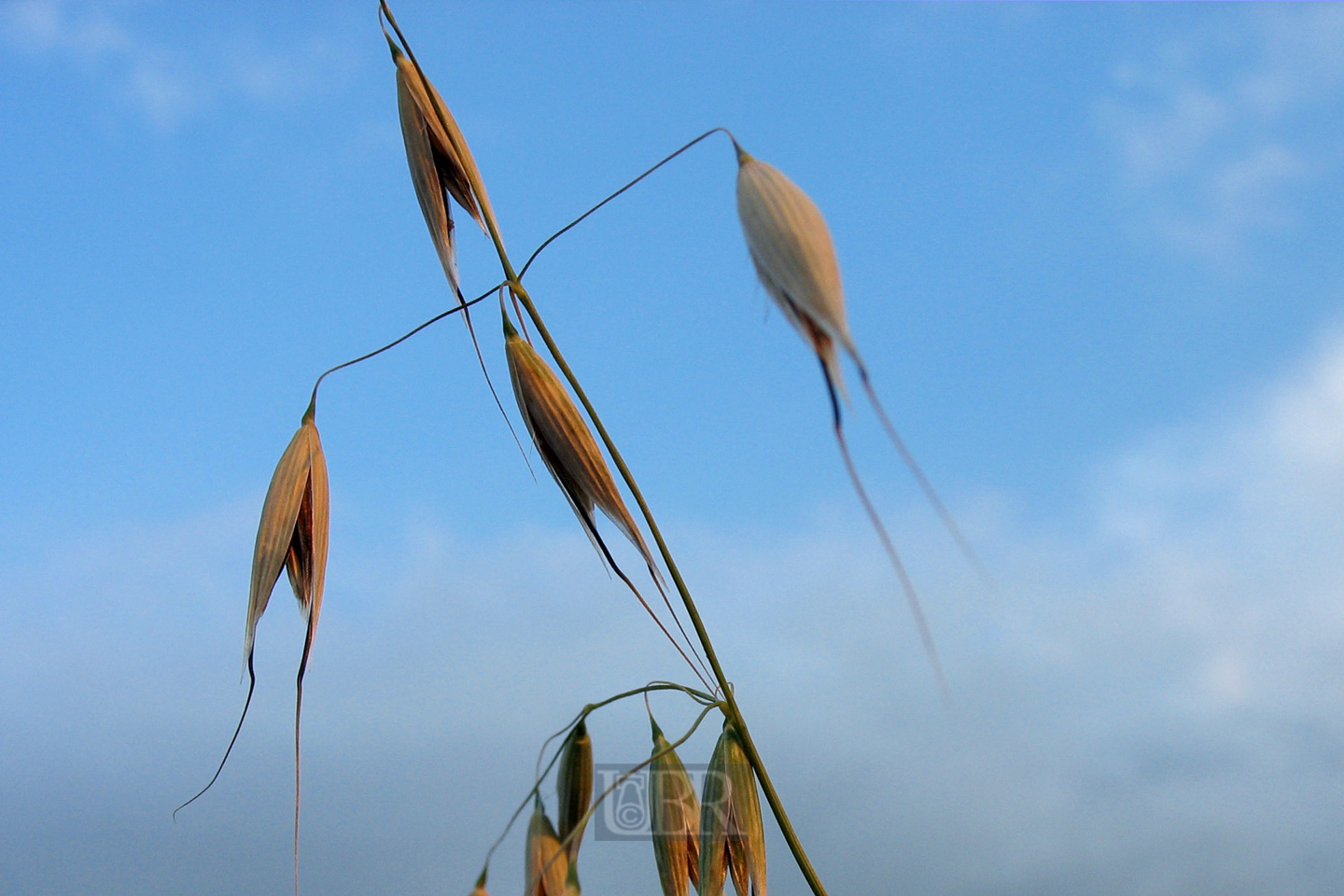 hafer_bald_erntereif
