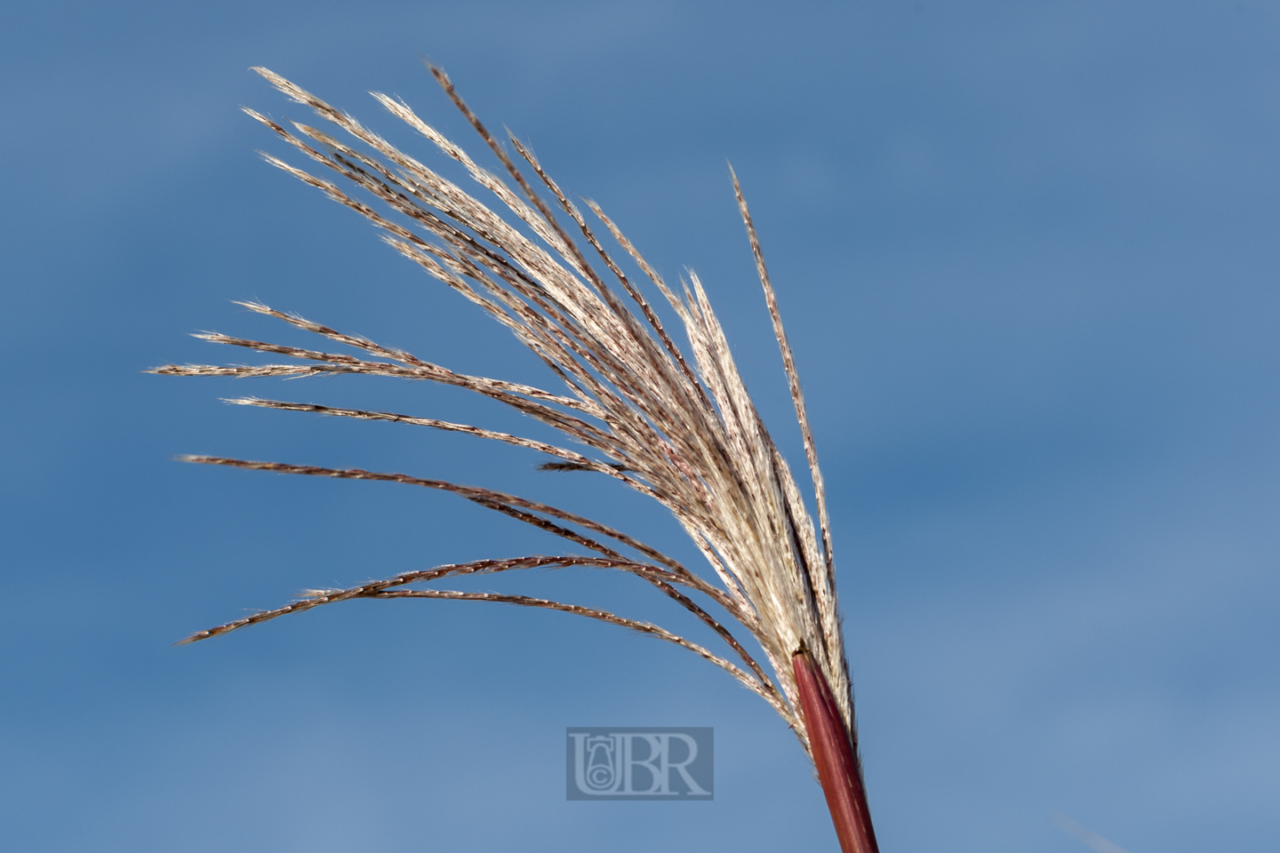 schilf_herbst_1