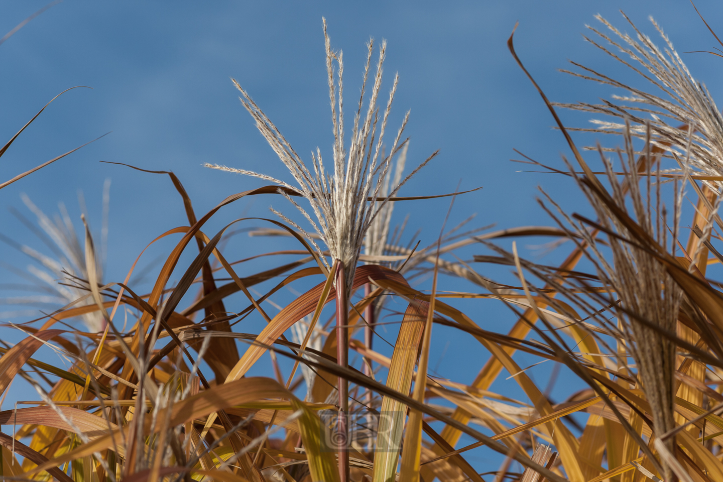 schilf_herbst_2