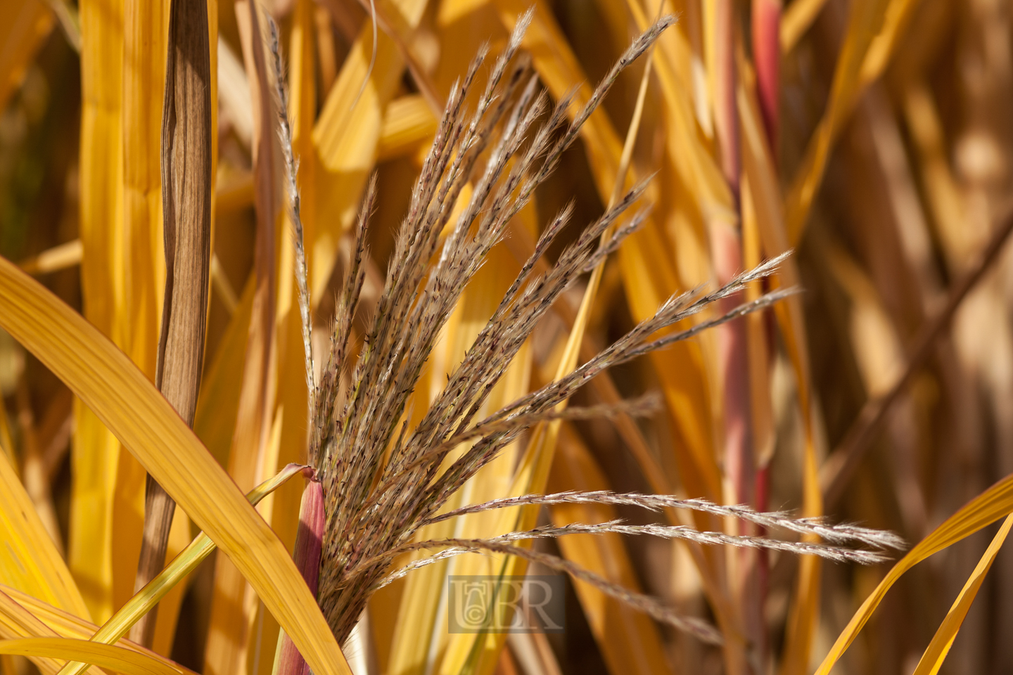 schilf_herbst_4