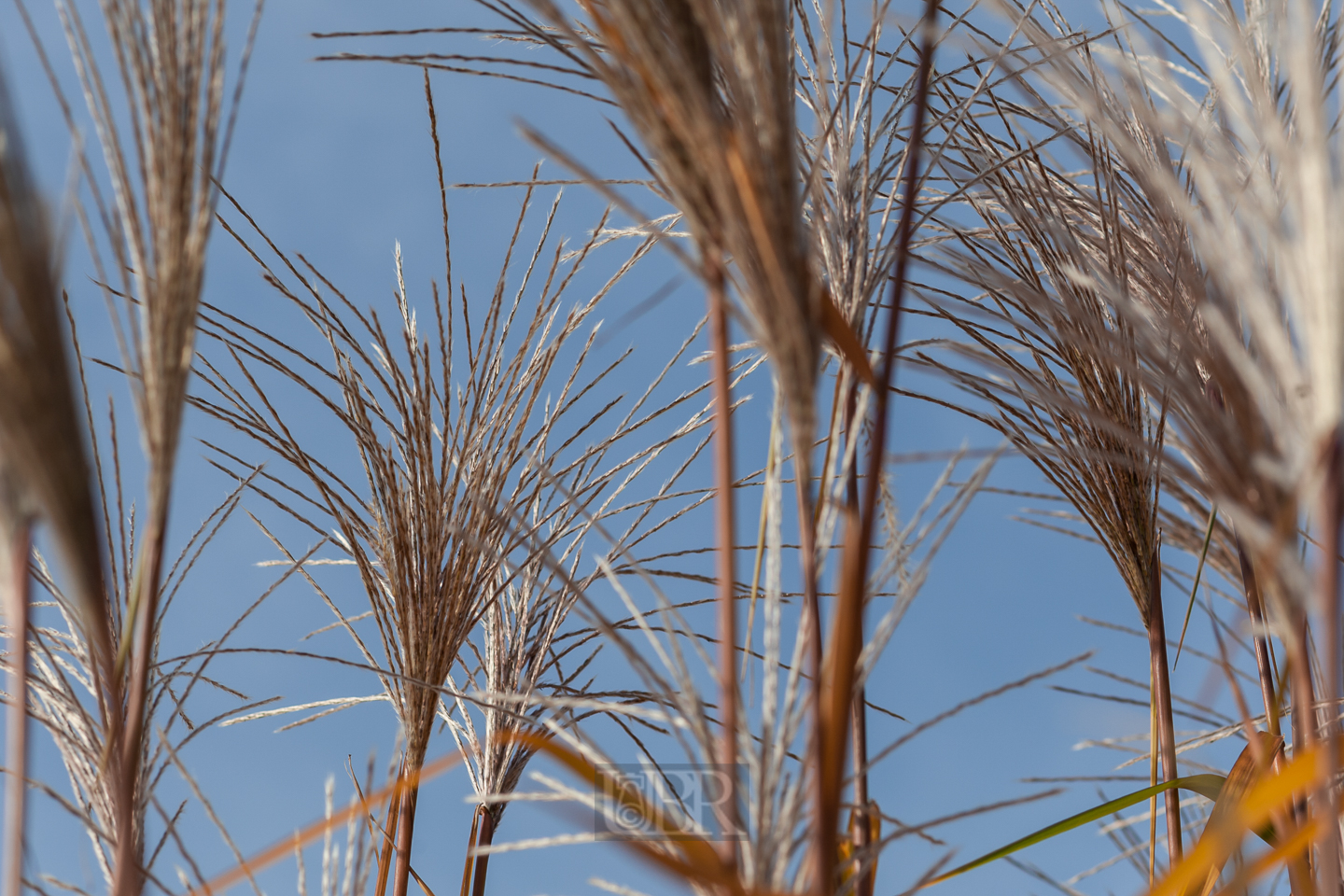 schilf_herbst_6