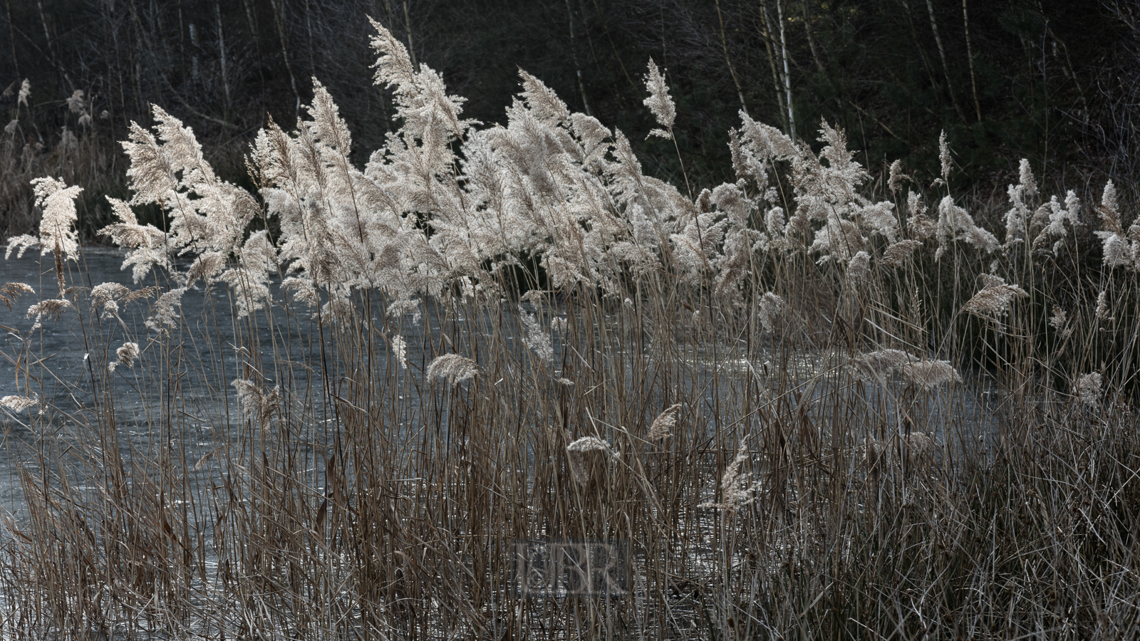 schilf_winter_2025_1