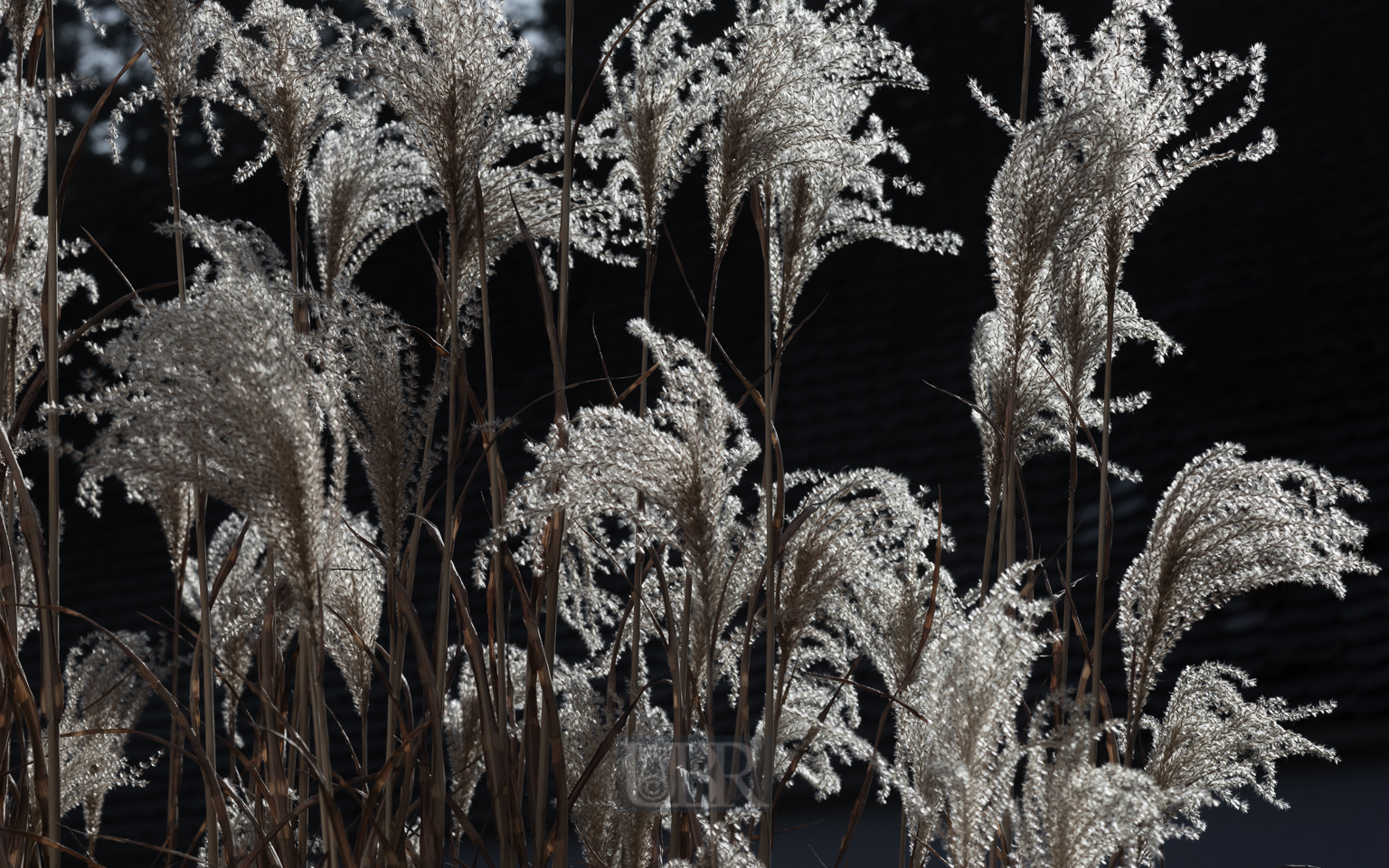 schilf_winter_2025_2