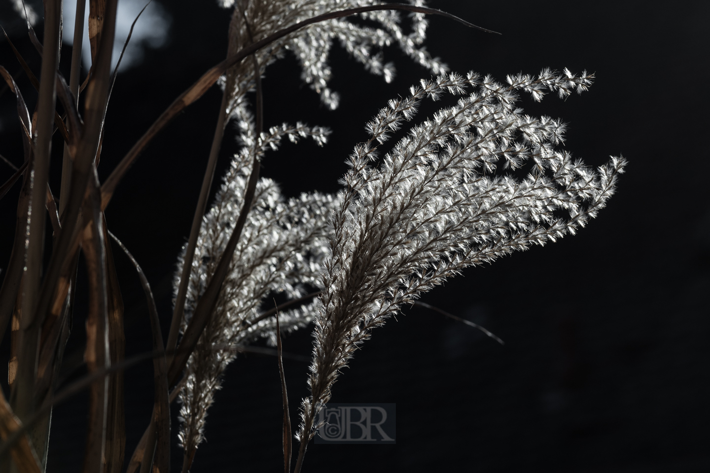 schilf_winter_2025_3