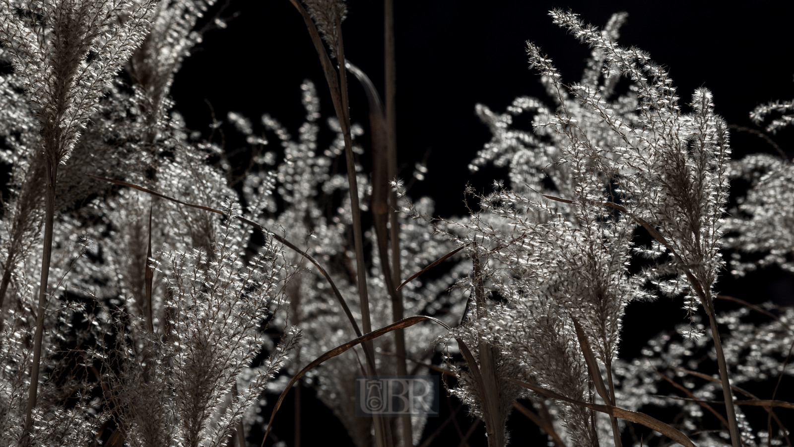 schilfgras_blueten_winter_2