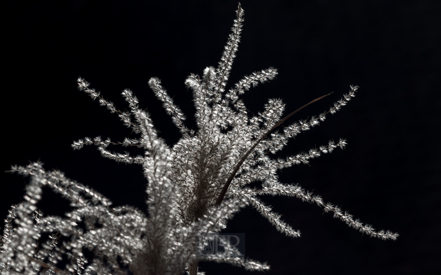 schilfgras_blueten_winter_4