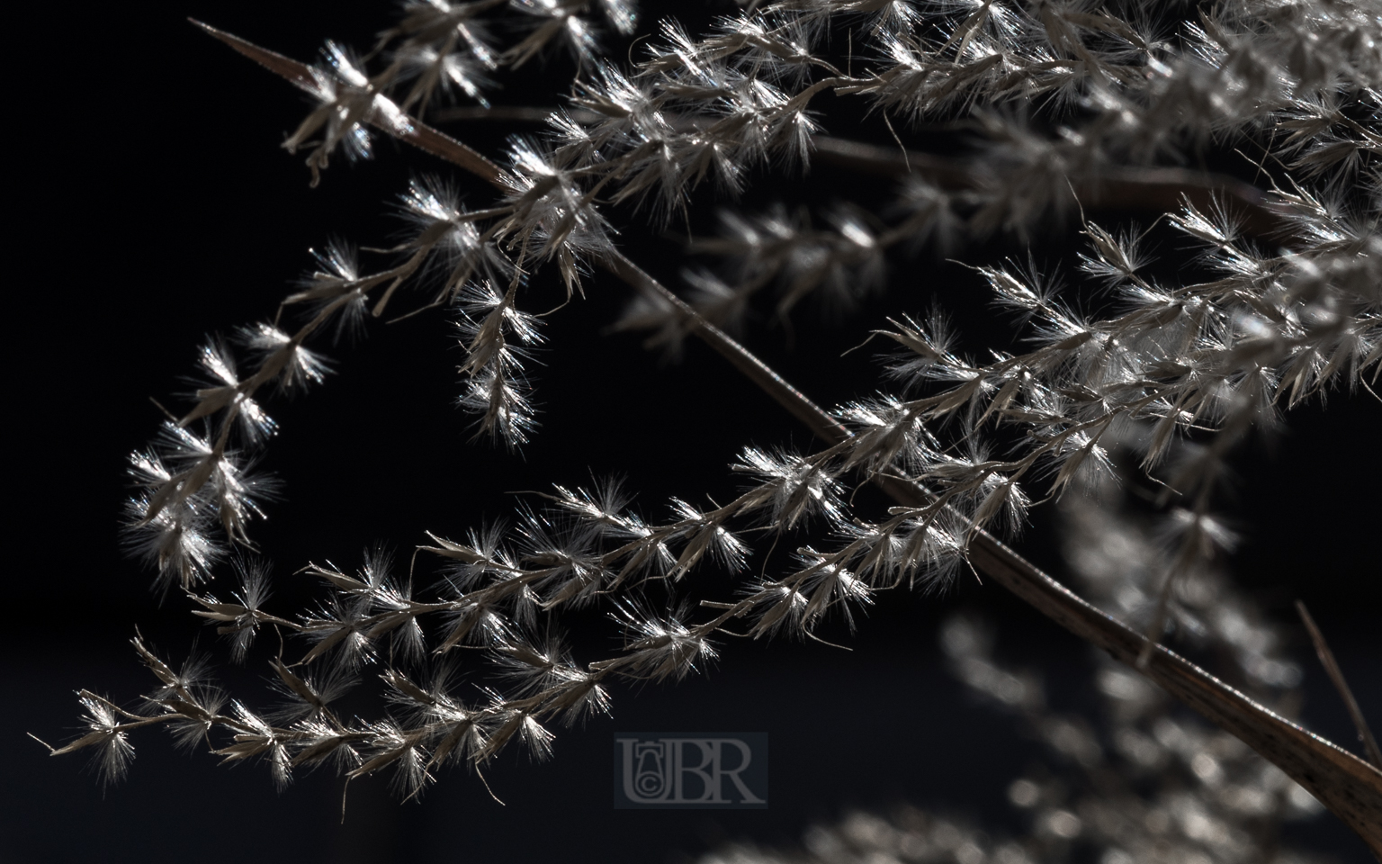 schilfgras_blueten_winter_5