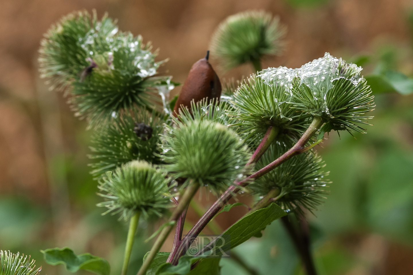 schnecke_auf_distel