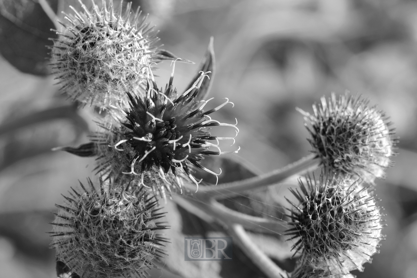 silber_disteln_02_sw
