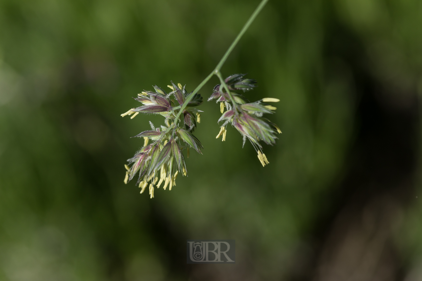 wiesen_knaeuelgras_in_bluete_02