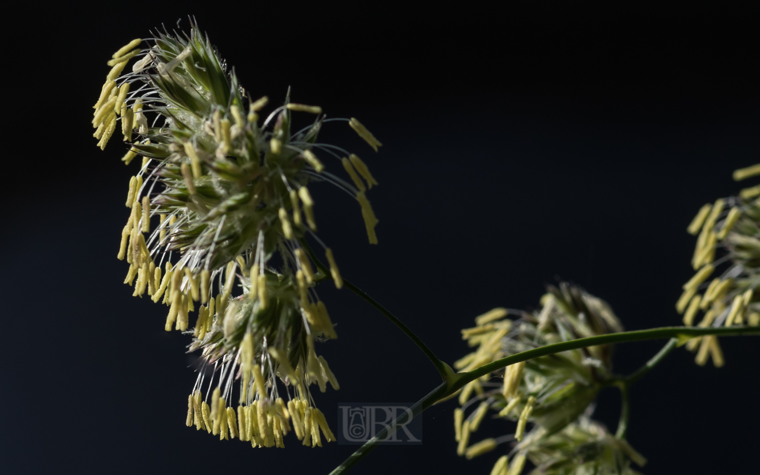 wiesen_knaeuelgras_in_bluete_05
