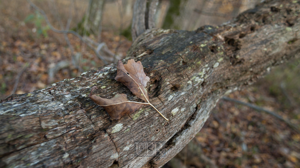 echinger_lohe_2018_herbst_04