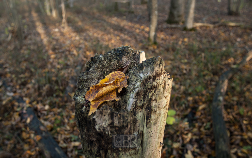 echinger_lohe_2018_herbst_09