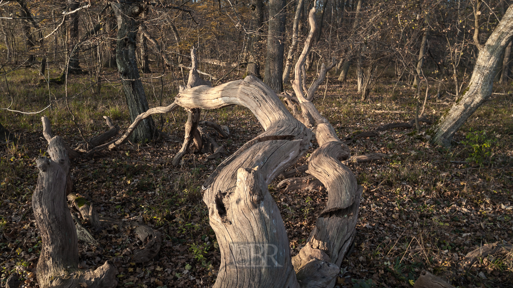 echinger_lohe_2018_herbst_25