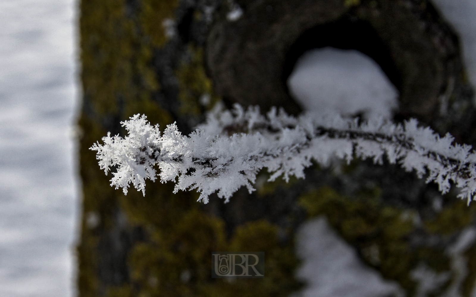 winter_morgen_zweige_05