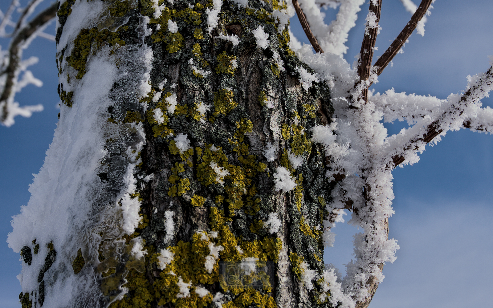 winter_morgen_zweige_06