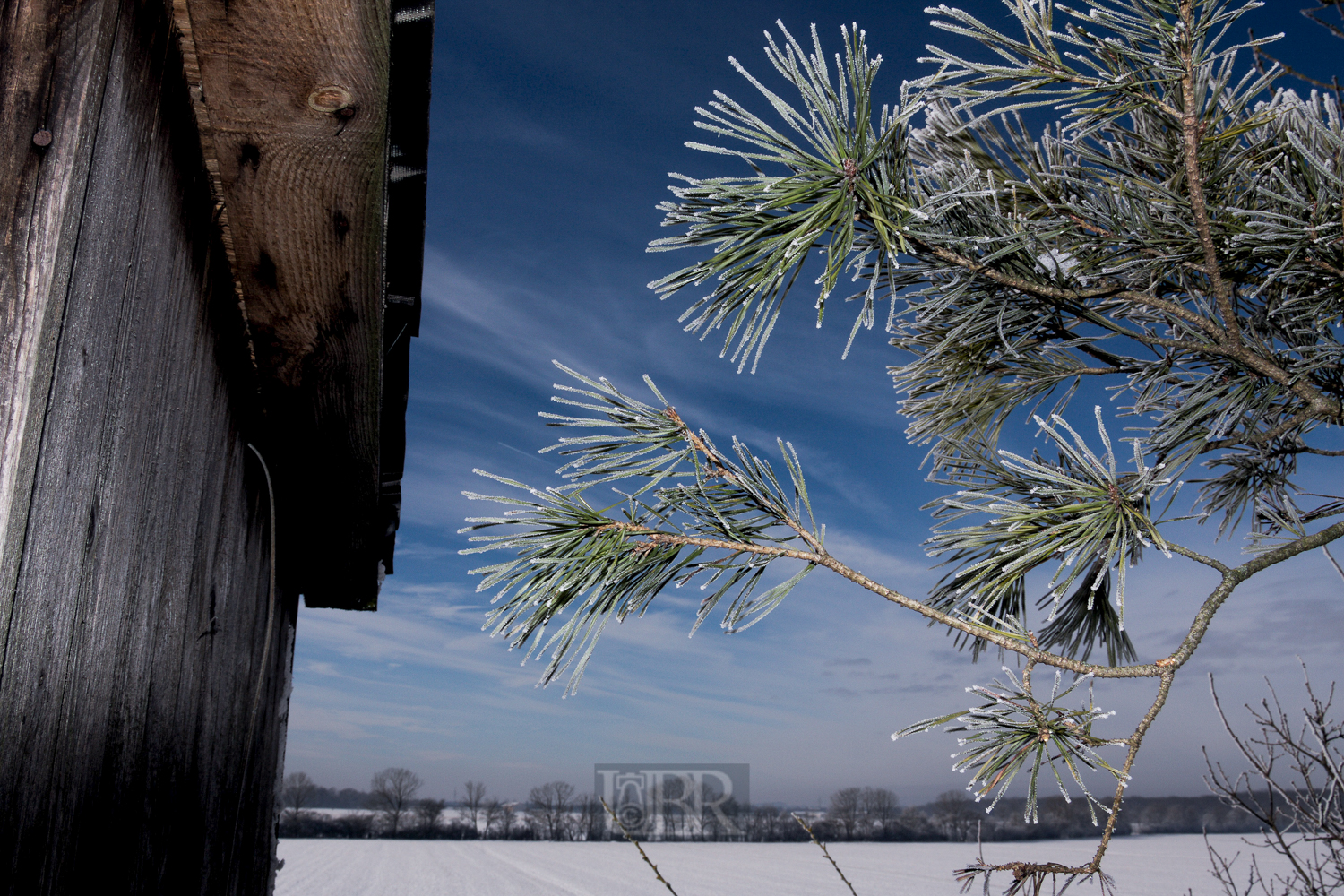 winter_morgen_zweige_10