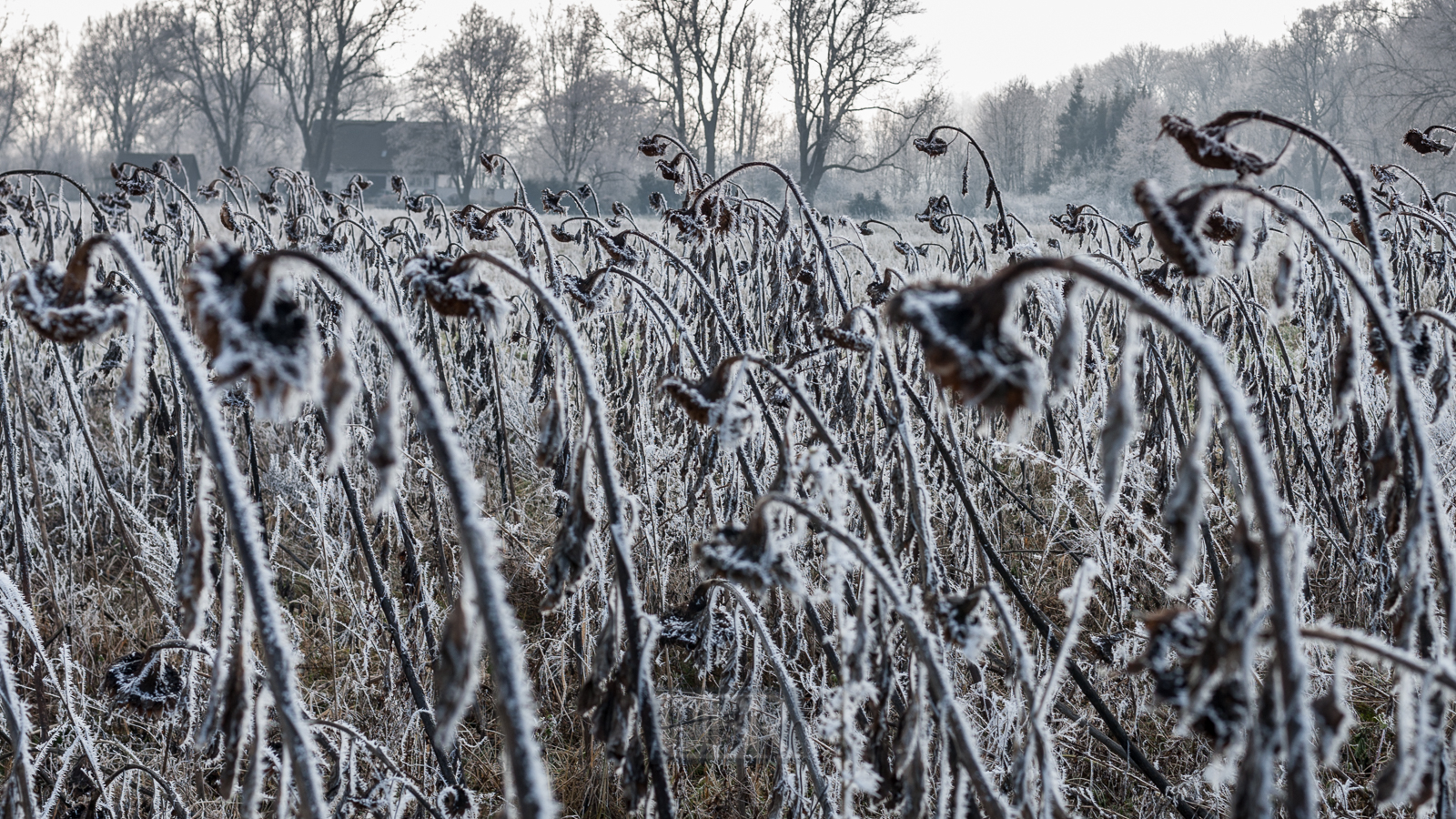 winterstarre_sonnenblumen_01