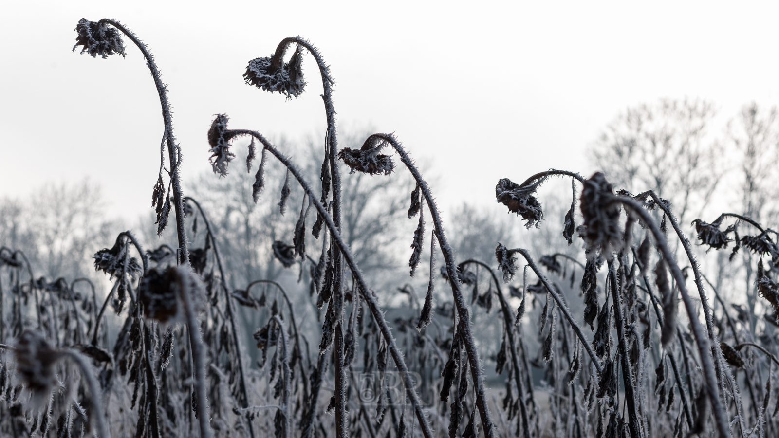 winterstarre_sonnenblumen_02