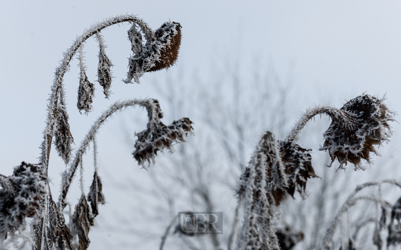 winterstarre_sonnenblumen_04