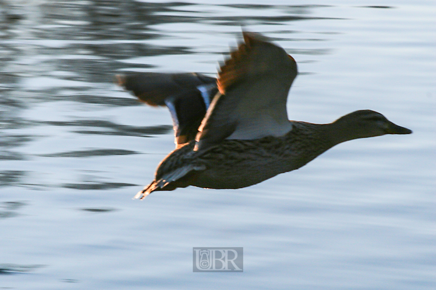 ente_im_anflug