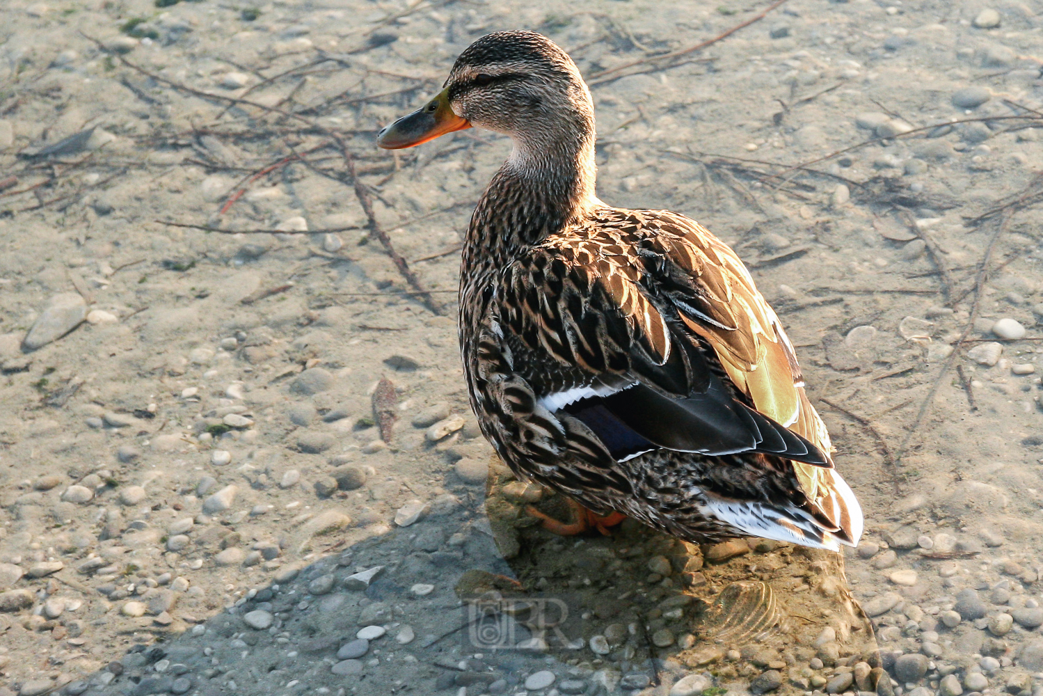 ente_portrait_01