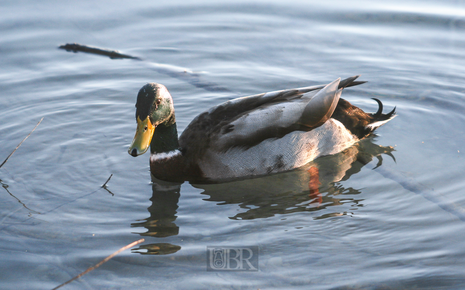 ente_portrait_02