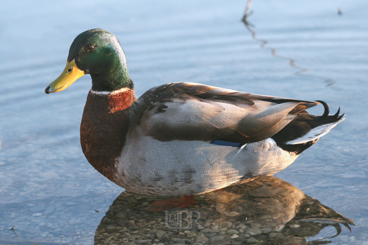 ente_portrait_04