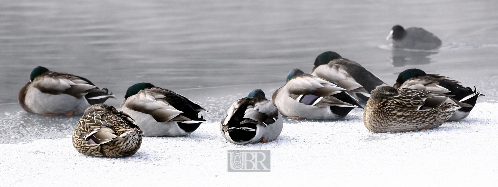 enten_frieren_panorama