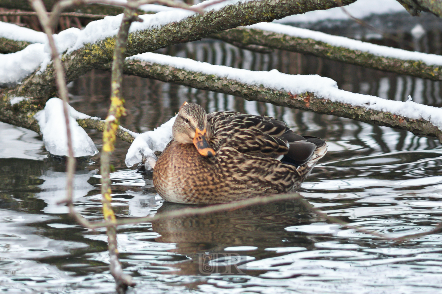 stockente_tokina_01