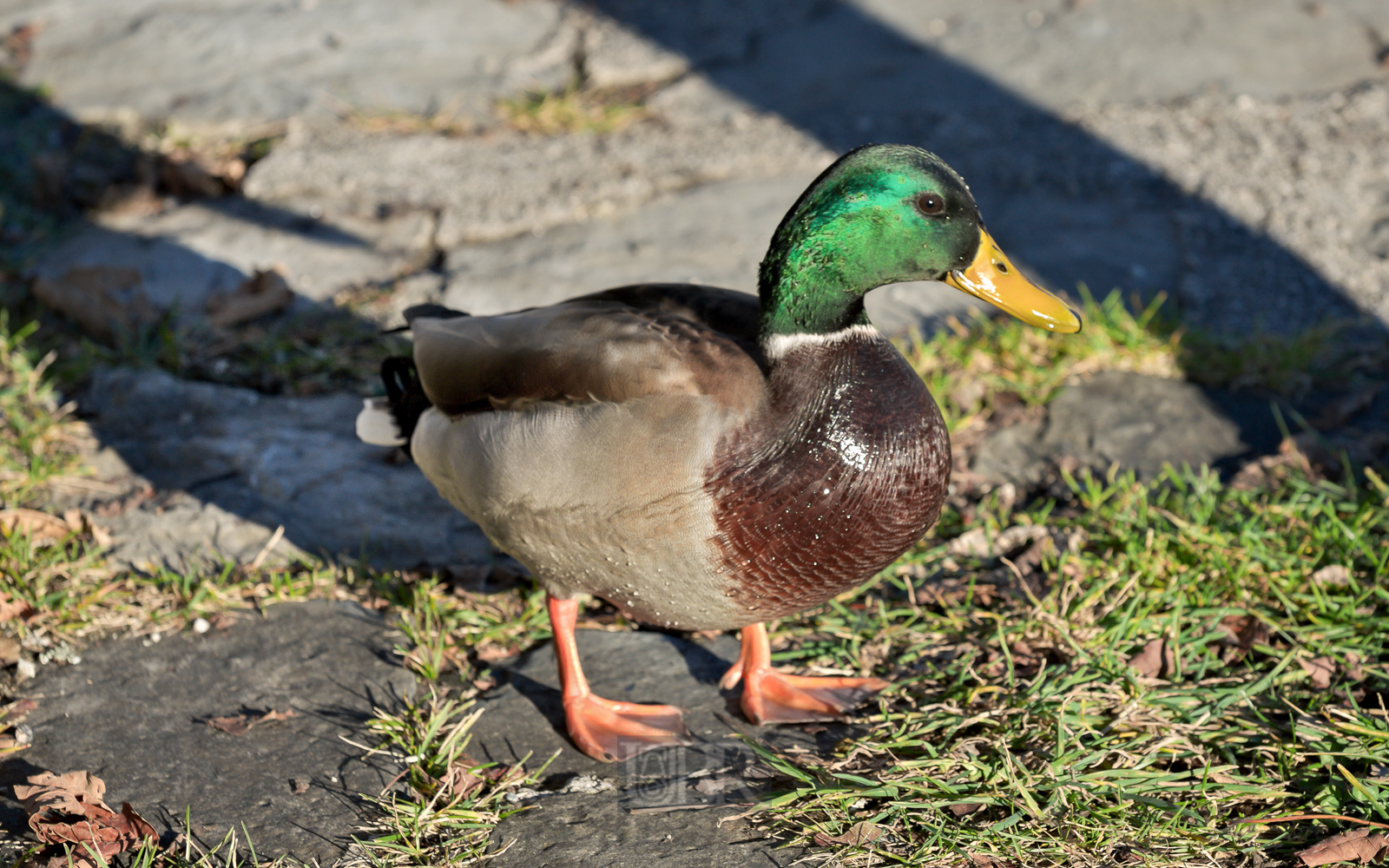 walchensee_ente