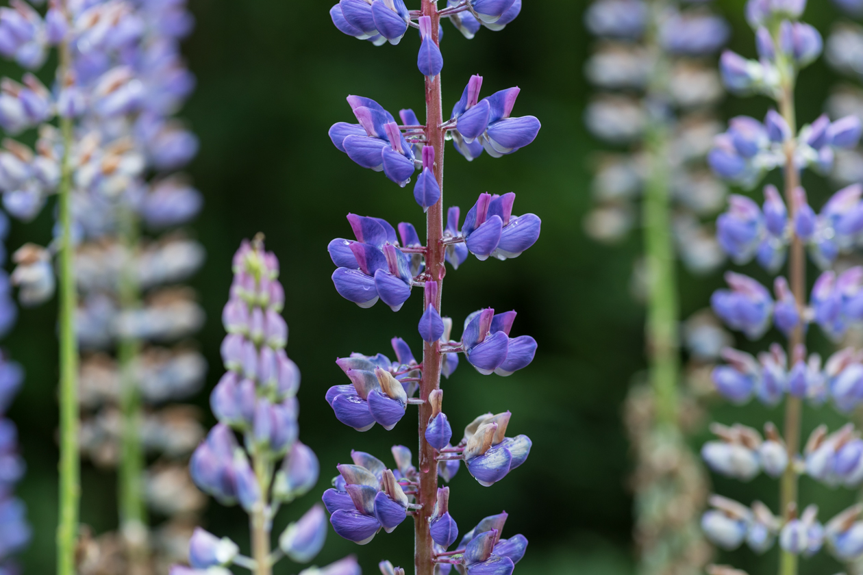 lupinen_heide_01