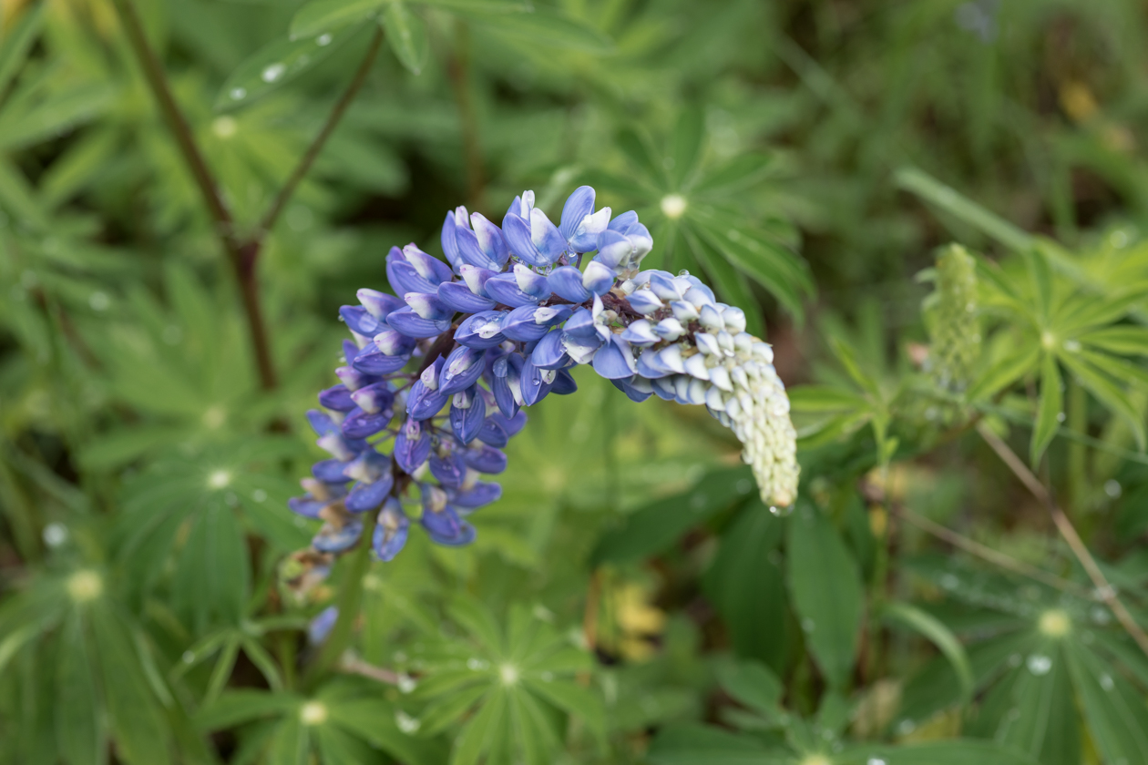 lupinen_heide_04